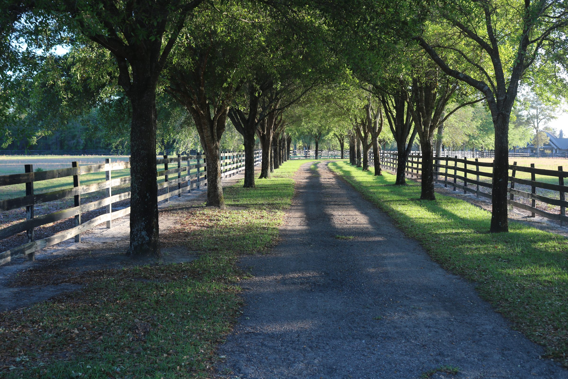 Live oak–lined drive into River & Roots Ranch
